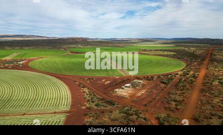 Grüne kreisförmige Felder im Outback von Western Australia, von oben gesehen Stockfoto