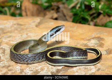 Ridleys Schönheitsschlange (Orthriophis taeniurus ridleyi), auch bekannt als Ridleys Schönheitsratschlange, Schönheitsratschlange, Höhlenratschlange und Höhlenrenner Stockfoto