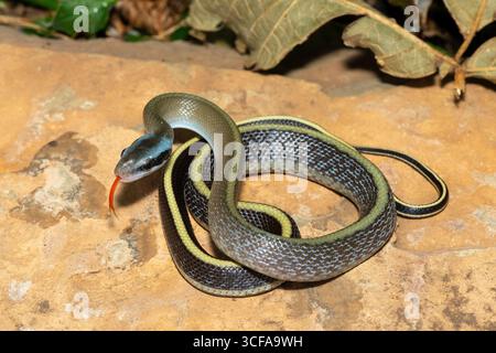 Ridleys Schönheitsschlange (Orthriophis taeniurus ridleyi), auch bekannt als Ridleys Schönheitsratschlange, Schönheitsratschlange, Höhlenratschlange und Höhlenrenner Stockfoto
