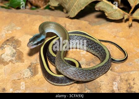 Ridleys Schönheitsschlange (Orthriophis taeniurus ridleyi), auch bekannt als Ridleys Schönheitsratschlange, Schönheitsratschlange, Höhlenratschlange und Höhlenrenner Stockfoto