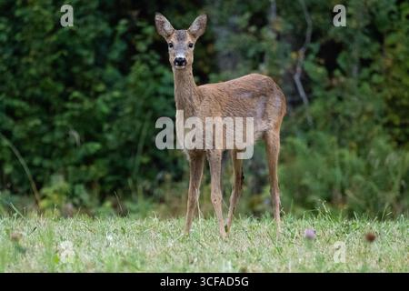 Ydre, Ostergotland, Schweden. August 2025. Ein Wildhirsch steht mitten auf einem Feld in Ydre, Schweden. (Kreditbild: © Matias Basualdo/ZUMA Press Wire) NUR REDAKTIONELLE VERWENDUNG! Nicht für kommerzielle ZWECKE! Stockfoto
