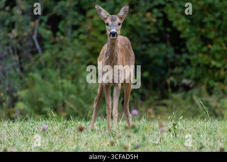 Ydre, Ostergotland, Schweden. August 2025. Ein Wildhirsch steht mitten auf einem Feld in Ydre, Schweden. (Kreditbild: © Matias Basualdo/ZUMA Press Wire) NUR REDAKTIONELLE VERWENDUNG! Nicht für kommerzielle ZWECKE! Stockfoto