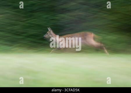 Ydre, Ostergotland, Schweden. August 2025. Ein Wildhirsch läuft durch ein Feld in Ydre, Schweden. (Kreditbild: © Matias Basualdo/ZUMA Press Wire) NUR REDAKTIONELLE VERWENDUNG! Nicht für kommerzielle ZWECKE! Stockfoto