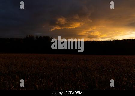 Ydre, Ostergotland, Schweden. August 2025. Ein Blumenfeld und ein Wald sind bei Sonnenuntergang in Ydre, Schweden, zu sehen. (Kreditbild: © Matias Basualdo/ZUMA Press Wire) NUR REDAKTIONELLE VERWENDUNG! Nicht für kommerzielle ZWECKE! Stockfoto
