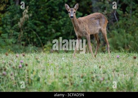 Ydre, Ostergotland, Schweden. August 2025. Ein Wildhirsch wandert durch ein Feld in Ydre, Schweden. (Kreditbild: © Matias Basualdo/ZUMA Press Wire) NUR REDAKTIONELLE VERWENDUNG! Nicht für kommerzielle ZWECKE! Stockfoto