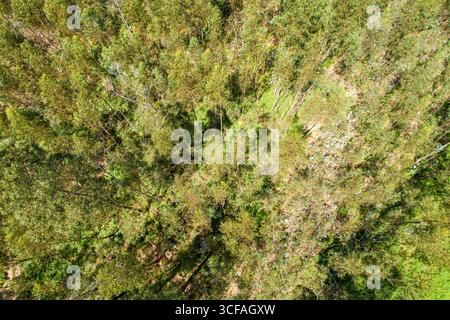 Ein Blick von oben nach unten auf einen dichten Eukalyptuswald. Konzept die Textur eines Walddaches. Stockfoto