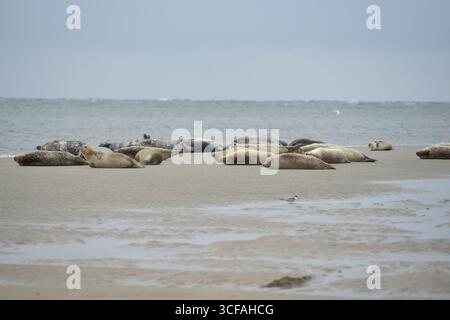 Eine Robbenkolonie liegt auf einer Sandbank am Strand Borkum im Wattenmeer und genießt die Ruhe. Eine detaillierte Aufnahme der Tiere in ihrer natürlichen Form Stockfoto