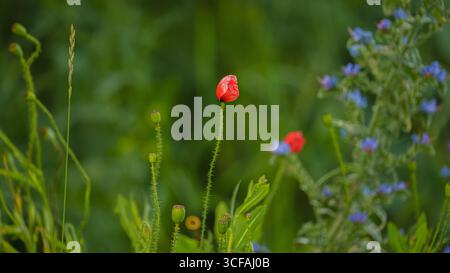 Eine Nahaufnahme der ungeöffneten Blüten eines roten Mohns mit violetten Blüten im unscharfen Hintergrund, tagsüber Beresowski-Schlucht, Kislowodsk Stockfoto