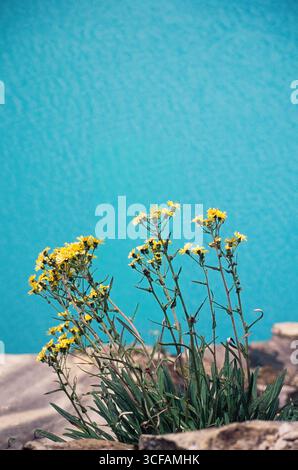 Gänseblümchen säumen einen Alpensee hoch in den Bergen der Cordillera Blanca der peruanischen anden. Peru, SA Stockfoto