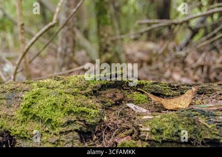 Ein verfaulender, mit Moos und einigen getrockneten Blättern bedeckter Holzstamm in einem Wald in den östlichen Andenbergen Zentral-Kolumbiens, in der Nähe der Stadt Villa de Leyva Stockfoto