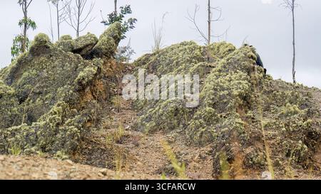 Der steile Pfad über die Pena Parida mit Felsenformationen, die mit Flechten bedeckt sind, in der Nähe der Stadt Cucaita in den östlichen Andenbergen Kolumbiens. Stockfoto