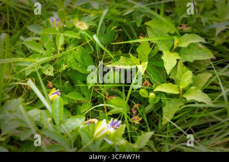 Passionsblumenblüte (Passiflora edulis) mit unreifer grüner Passionsfrucht mit grünen Blättern. Nahaufnahme einer blühenden Passionsblume zwischen grünen Blättern. Stockfoto