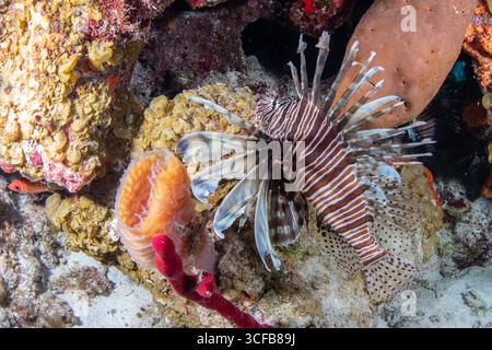 Ein invasiver Rotfeuerfisch (Pterois volitans) in der Karibik in einem Korallenriff vor der Küste von Belize. Die Löwenfische sind dort eine invasive Art. Stockfoto