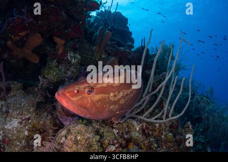 Nassau (Epinephelus striatus), eine vom Aussterben bedrohte Fischart an einem Korallenriff vor der Küste von Belize. Stockfoto