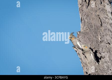 Landschaftsformat der letzten beiden, junge Kakatiel, die nur zögerlich das Hohlbaumnest verlassen und ihre ersten Junggelflüge zu einem nahen Baumteil machen wollen. Stockfoto