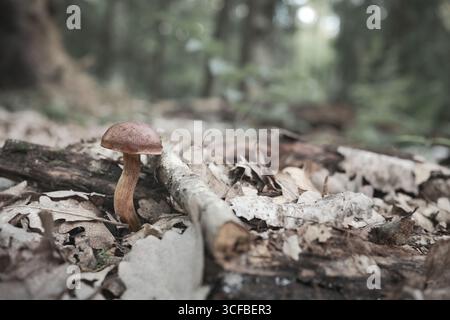 Nahaufnahme des Lorbeerpilzes Xerocomus badius mit kühleren Erdtönen, wächst in Moos und Waldboden in Polen, essbarer Wildpilz in natürlichem M Stockfoto