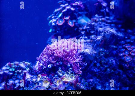 Ein farbenfrohes Korallenriff mit einer violetten Blume im Vordergrund. Das Riff strotzt vor Leben und die Farben sind lebendig Stockfoto