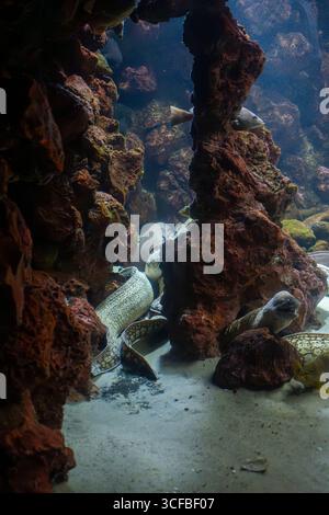 Eine dunkle Höhle mit einem großen Felsen in der Mitte. Die Höhle ist voller Fische und anderer Meeresbewohner Stockfoto