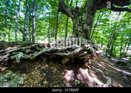 Eindrucksvolle, exponierte Wurzeln einer großen Buche, die an einem Hang in einem üppig grünen Wald wächst, schaffen ein einzigartiges Naturschauspiel Stockfoto