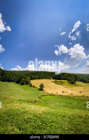 Runde Heuballen säumen ein frisch geschnittenes Feld, eingebettet in sanfte Hügel und unter einem leuchtend blauen Himmel mit flauschigen weißen Wolken Stockfoto