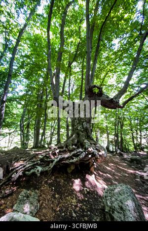 Majestätischer Buchenbaum, der seine beeindruckenden Wurzeln in einem sonnendurchfluteten Wald zeigt und eine friedliche und malerische Naturszene schafft Stockfoto