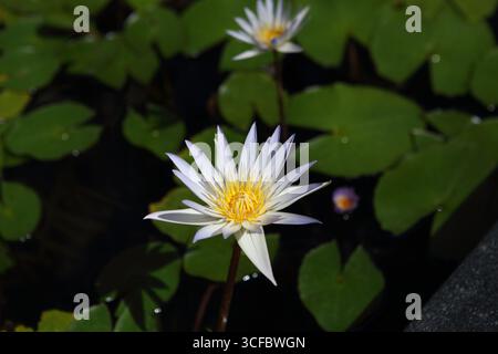 Pygmy Water Lily oder Nymphaea Tetragona var eine Wasserpflanze der Familie Nymphaeaceae in einem Zierbecken. Stockfoto