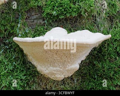 Ein sauberes Exemplar eines Lumpy Bracket Tree Pilzes, Trametes gibbosa auf einem verfallenden Buchenbaum Stamm umgeben von Moos. Stockfoto