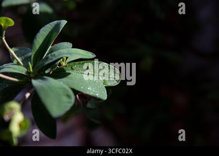 Tau auf dem Blatt einer Pflanze mit grünen Blättern und gelben Blüten vor verschwommenem Hintergrund Stockfoto