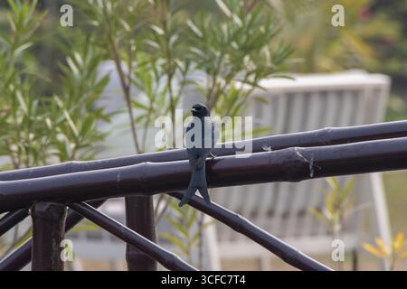 Schwarzer Drongo (Dicrurus macrocercus) auf einem Holzgeländer mit natürlichem Hintergrund Stockfoto