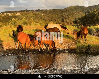 Herde wilder Pferde an einem Wasserloch am Fluss Stockfoto