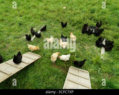 Freilandhuhn Stockfoto