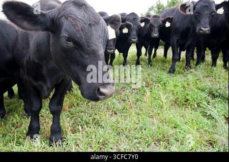 Black Angus auf der Grazin' Angus Farm in Upstate New York. Stockfoto