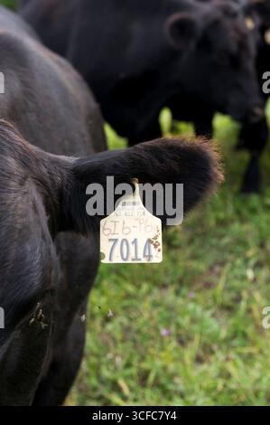 Eine Nahaufnahme eines Kennzeichnungsschilds auf einem Black Angus Stockfoto
