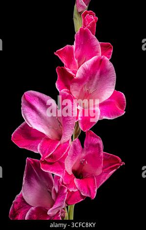 Leuchtend rosafarbene Gladiolenblüte mit weißen Kanten Stockfoto