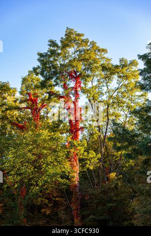 Rote Virginia Creeper-Reben heben sich im Herbst zwischen grünen Blättern hervor Stockfoto