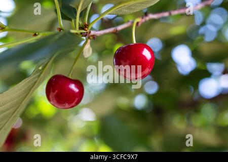 Nahaufnahme von Sauerkirschen auf Kirschbaum. Stockfoto