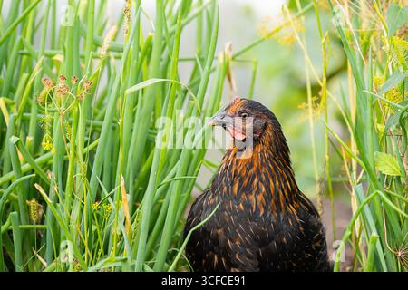 Hühnerkopf mit orangefarbenen und schwarzen Federn, versteckt in grünem Gras. Bauernhofvogel schließen sich tagsüber. Konzept der ökologischen Geflügelhaltung. Stockfoto