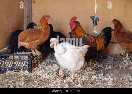 Freilandhühner und roter Hahn stehen auf Holzspänen im Hühnerstall. Geflügelhaltung. Stockfoto