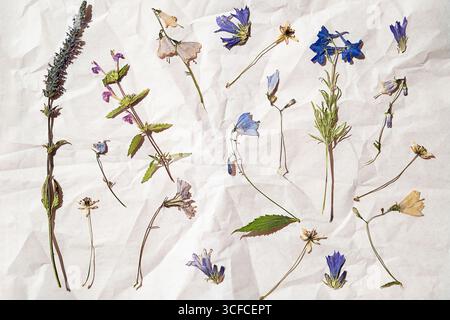 Sammlung getrockneter Wildblumen auf zerknittertem Papier. Kräuterkunde und botanisches Konservierungskonzept. Naturwissenschaftliches Forschungsmaterial. Stockfoto