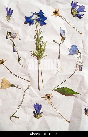 Sammlung getrockneter Blumen auf weißem zerknittertem Papier. Herbariumpräparation. Rustikales Naturdisplay zur Dekoration. Stockfoto