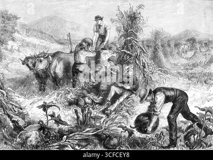 American Harvest Home, 1881. "Die Herbsttage sind, an denen der amerikanische Himmel am hellsten ist und die Gold- und Violetttöne das Laub in Farben verwandeln, die in Europa unbekannt sind. Dann kommen die glücklichen Tage der Ernte. Der indische Mais, oder Mais, ist jetzt reif... einige Bauern [Husk Mais] auf dem Feld... es gibt große Haufen von gerade geernteten Ohren... Kürbisse werden in immensen Mengen angebaut, besonders in New England.“ Aus Illustrated London News, 1881. Stockfoto