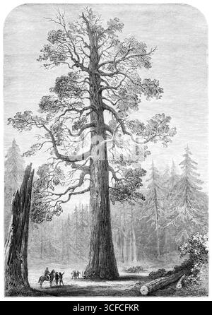 Der "Grizzly Giant" von Mariposa, Kalifornien, 1881. „Zu den Naturwundern Kaliforniens, die der Tourist in ein paar Tagen besuchen kann, östlich von Stockton, auf dem San Joaquin, zum Yosemite Valley und den benachbarten Regionen, sind die Big Tree Groves von Mariposa und Calaveras. Der Mariposa Grove, weniger als 20 Meilen vom Yosemite entfernt, auf einer Höhe von 5500 m, enthält mehrere hundert große Exemplare des berühmten Wellingtonia, oder Sequoia gigantea, ein Baum, von dem in Europa viel gesprochen wurde, als seine Dimensionen durch die Rinde gezeigt wurden Stockfoto