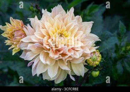 'Cafe Au Lait' Dahlia Flower Dinner Teller. Dahlia Flowers Variety Cafe au Lait wächst im Sommergarten. Dekorative zarte cremefarbene, hellrosa Dahlie. Stockfoto