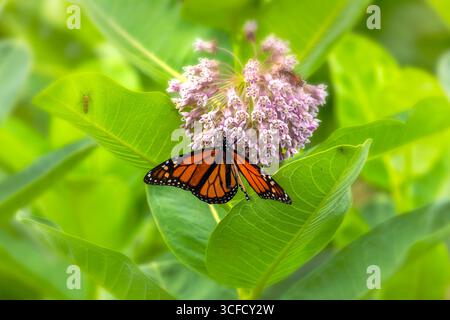 Monarchschmetterling (Danaus plexippus) ernährt sich von Milchkräuterblüten. Monarchschmetterling auf blühendem Milchgras, der sich von Nektar ernährt Stockfoto