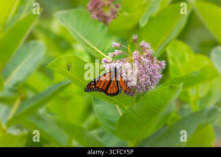 Monarchschmetterling (Danaus plexippus) ernährt sich von Milchkräuterblüten. Monarchschmetterling auf blühendem Milchgras, der sich von Nektar ernährt Stockfoto