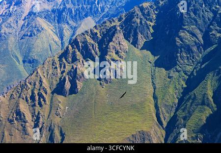 Andenkondore fliegen im Morgenlicht des Colca Canyon, dem Hochland der Arequipa Region, Peru, Südamerika Stockfoto