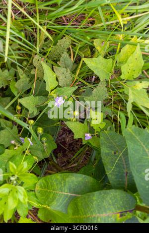 Pflaumenblättrige Zierkirsche (Lagerstroemia indica) Baum. Der Samen ist weg. Der Baum ist ein beliebter Niststrauch für Singvögel und Zaunkönige. Stockfoto