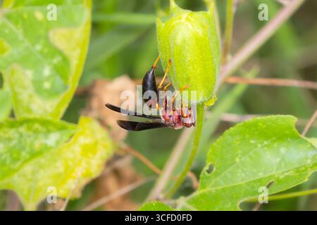 Metrische Papierwespe (Polistes metricus). Nahaufnahme einer metrischen Papierwespe (Polistes metricus) auf einem Blatt, die ihren detaillierten Körper, ihre Flügel und ihre natürliche Ausstrahlung zeigt Stockfoto