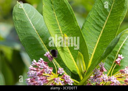 Die grüne Luchsspinne (Peucetia viridans). Diese Art nutzt kein Netz, um ihre Beute zu fangen. Es stürzt auf seine Beute auf eine katzenähnliche Weise, das heißt Stockfoto