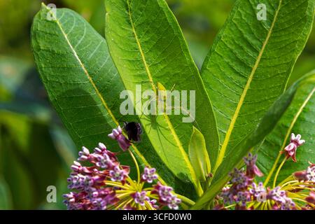 Die grüne Luchsspinne (Peucetia viridans). Diese Art nutzt kein Netz, um ihre Beute zu fangen. Es stürzt auf seine Beute auf eine katzenähnliche Weise, das heißt Stockfoto